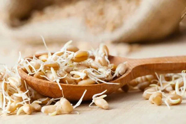 &nbsp;آیا می توان با پودر جوانه گندم بیماری های گوارشی را درمان کرد؟