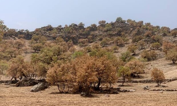 41 هزار هکتار جنگل بیلبیلا در لرستان وجود دارد 