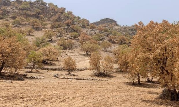 پروانه برگ خوار ۴۱ هزار هکتار از جنگل های لرستان را آلوده کرد - خبرگزاری نارنجی | اخبار ایران و جهان