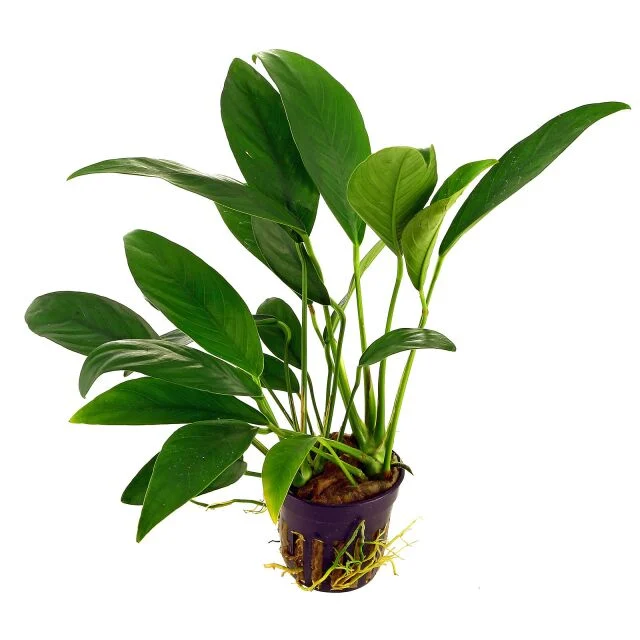 راهنمای جامع نگهداری از ماهیان آکواریومی