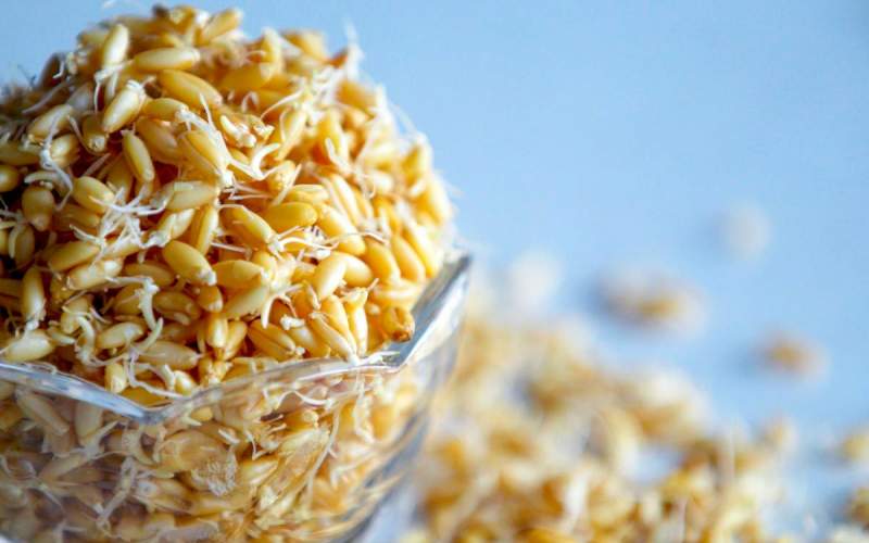 پودر جوانه گندم برای تقویت قلب و مقابله با بیماری های قلبی عروقی