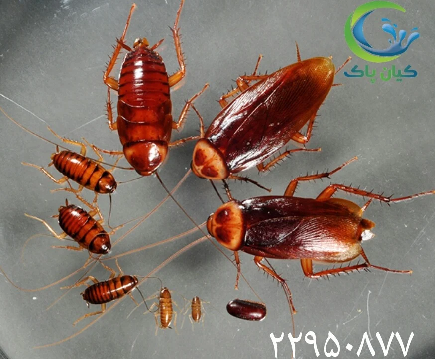 سوسک آمریکایی از کجا میاد؟